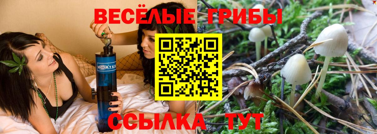Псилоцибиновые грибы Psilocybe Санкт-Петербург